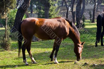 Young horse