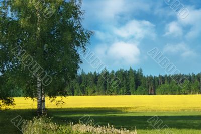 Birch-tree and field of rape