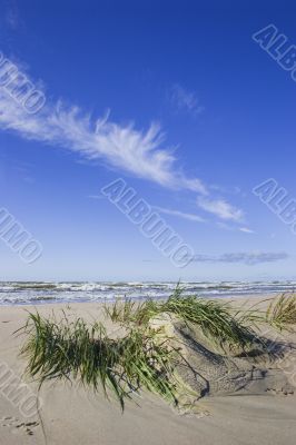Seagrass after storm