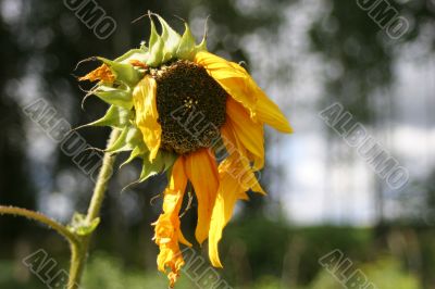 Old Sunflower