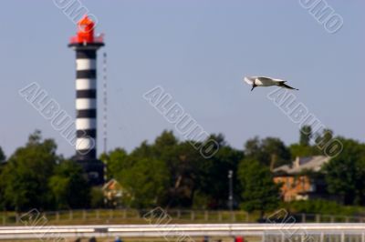 Flying Seagull and lighthouse