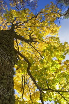 bright yellow maple leaves