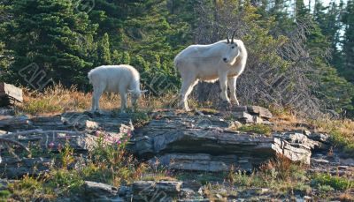 Mountain Goat with Kid