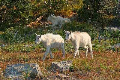 Mountain Goat Kids