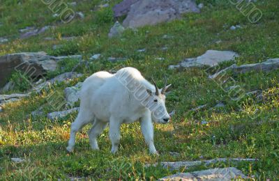 Mountain Goat