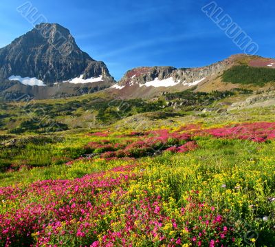 Alpine Meadows