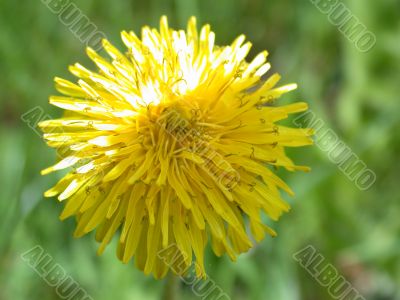 yellow blowball