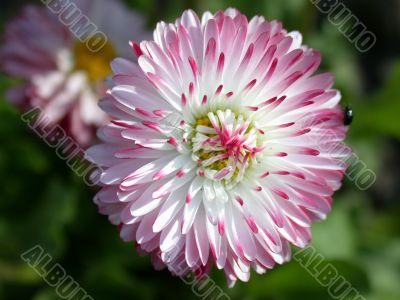 daisy