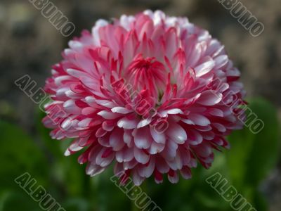 red daisy