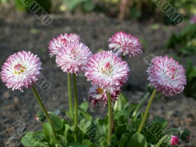 daisys