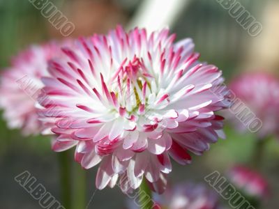 red daisy