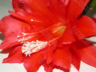 red flower