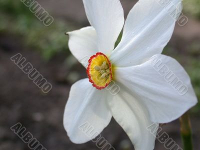 narcissus