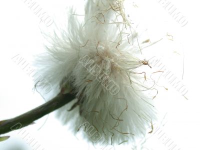 white dandelion on white