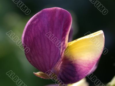 violet flower
