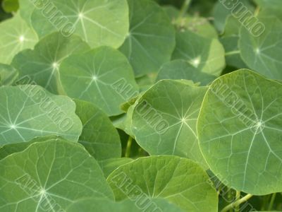 green leafs
