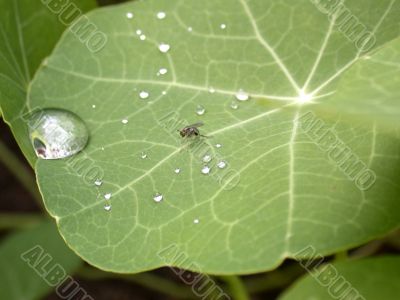 drop of water on leaf