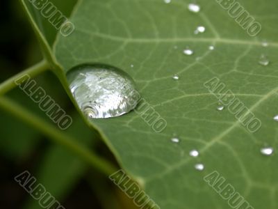 drop of water on leaf
