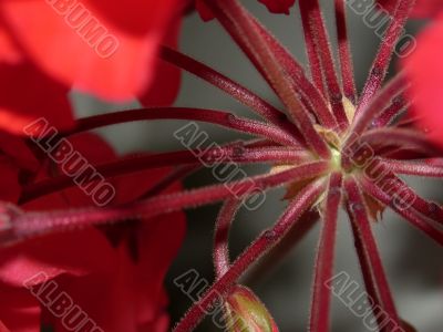 red flower, detailed