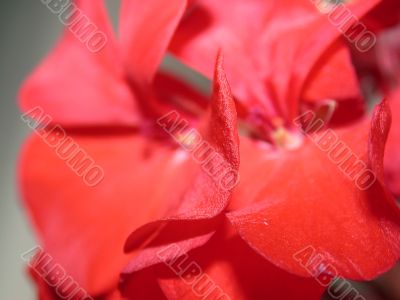 Red petal