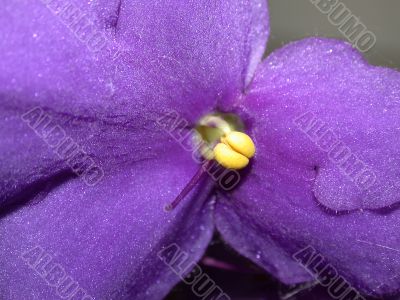 violet flower