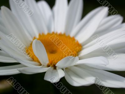 Daisywheel garden