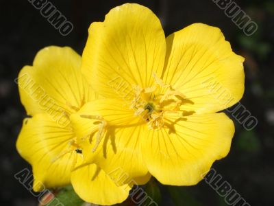 Yellow Flowers