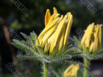 Yellow Flowers