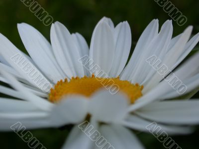 daisywheel