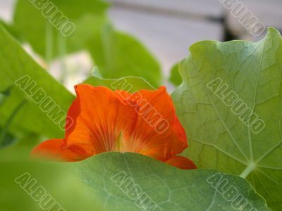 flower an ambush
