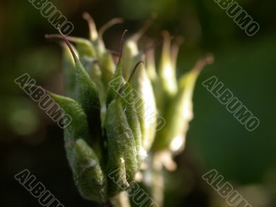 plant, macro