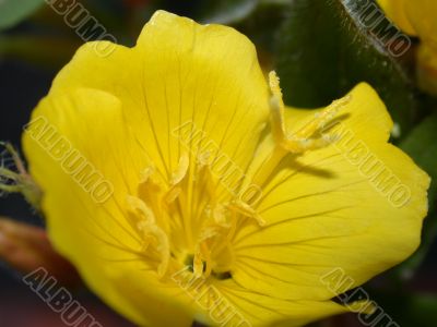 yellow flower