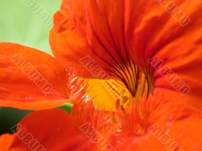 red petal