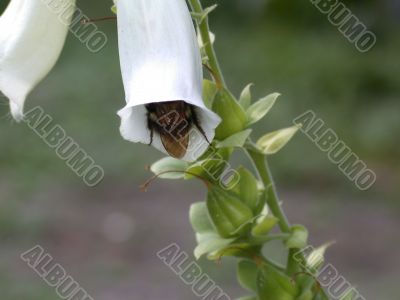 bee and flower