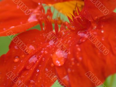 red pental abstraction