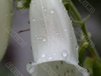white flower