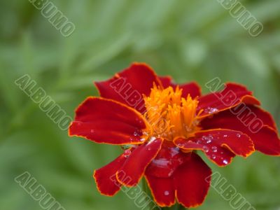 red flower