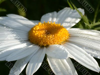 Daisywheel garden