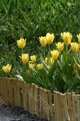 Yellow tulips