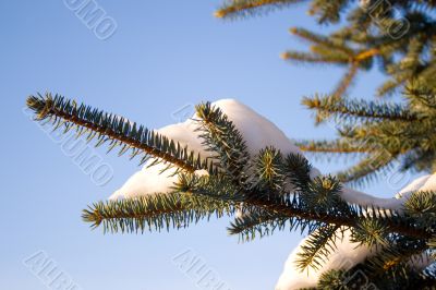 Fir tree brunch with snow and blue sky