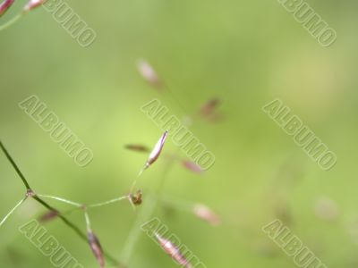 herb, macro