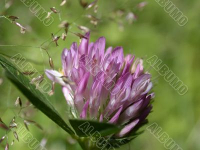 red dutch clover