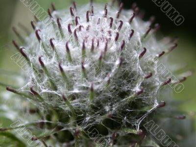 thorn, macro