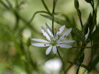 white flower