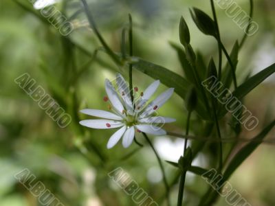 white flower