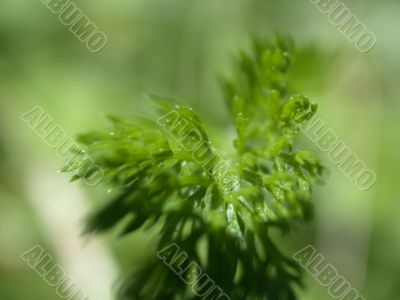 plant, macro