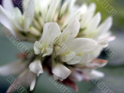 white dutch clover