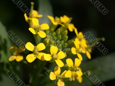 yellow flowers