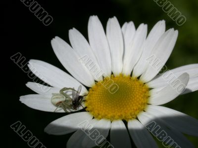 spider on daisywheel