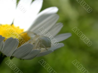 spider on daisywheel